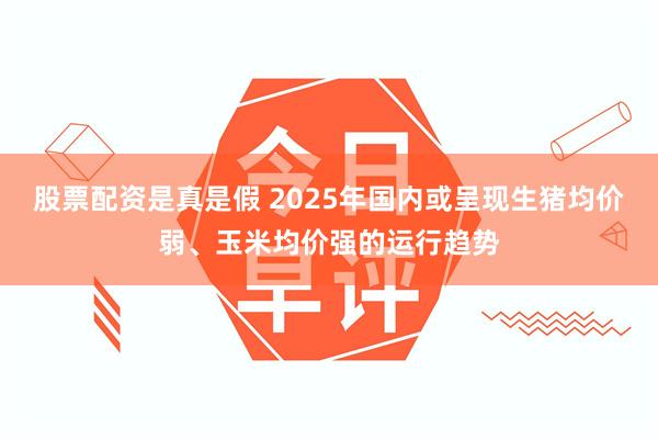 股票配资是真是假 2025年国内或呈现生猪均价弱、玉米均价强的运行趋势